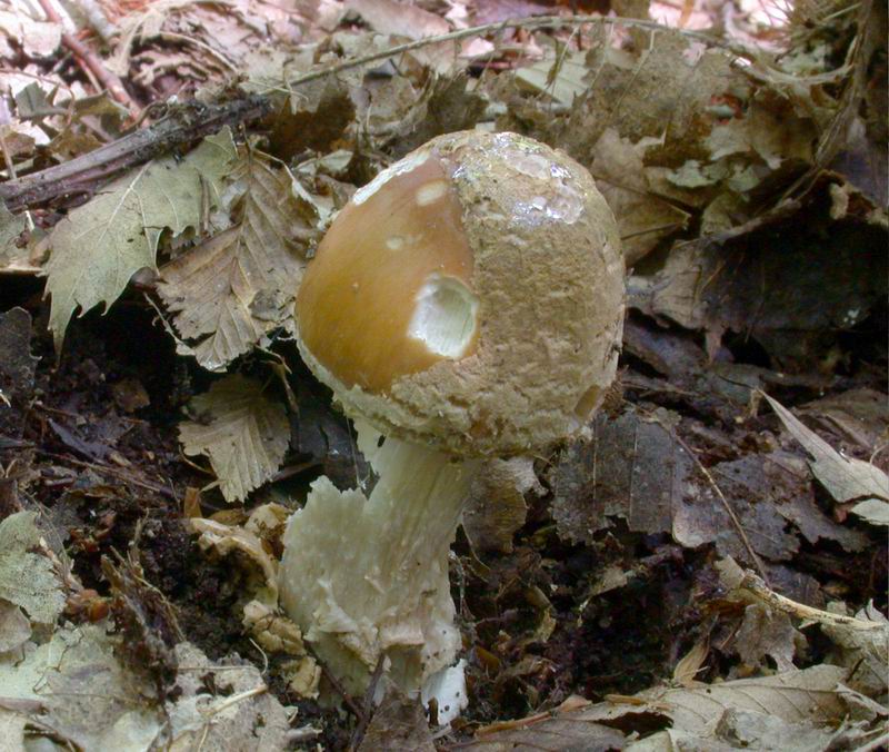 Mycoflora Laziale -  Amanita da derminare